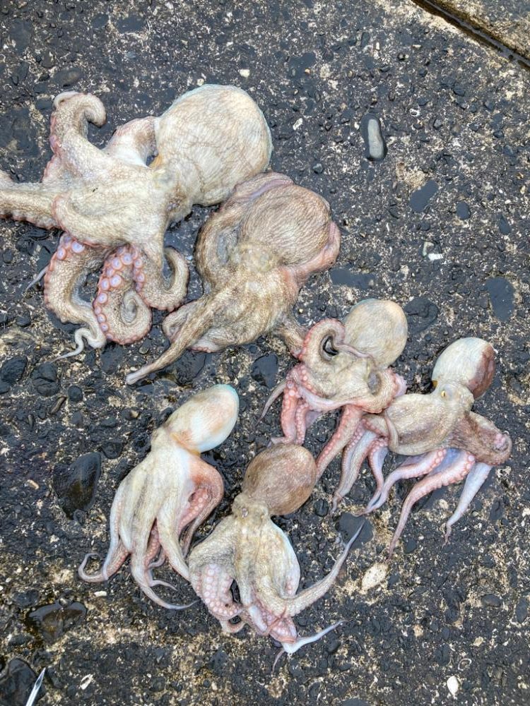 ⭐︎心地よいかをり