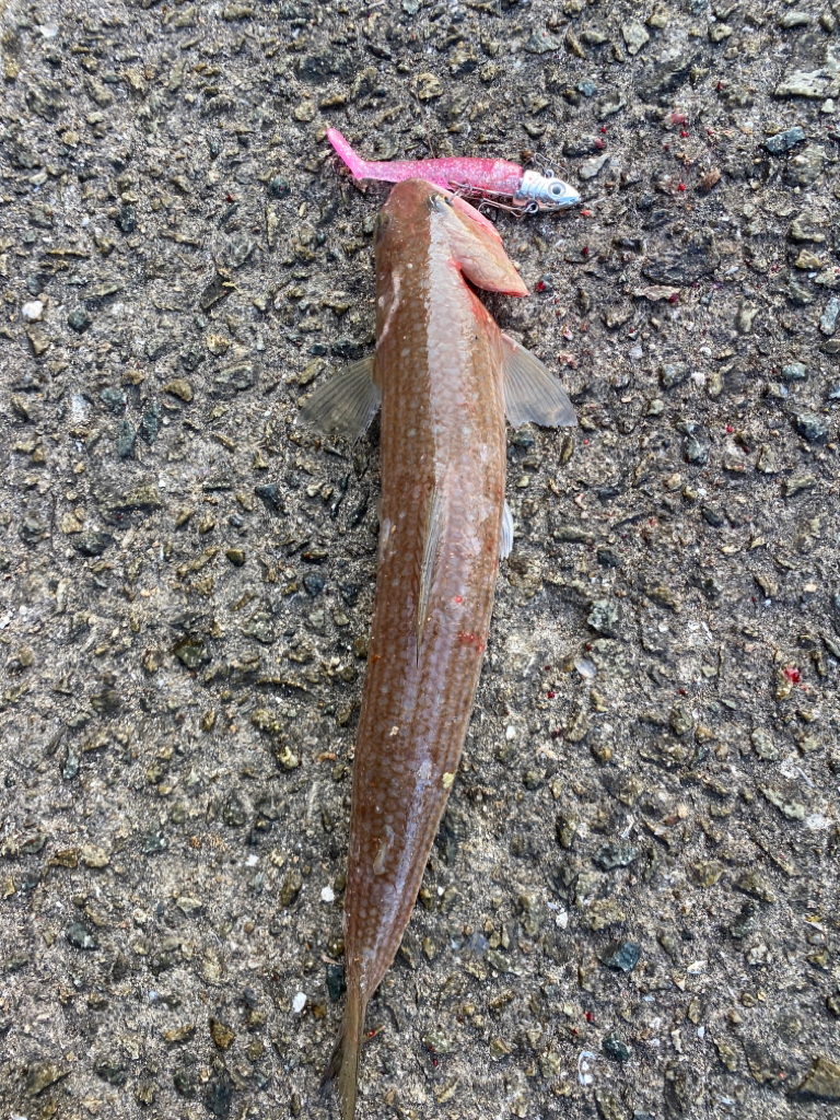 初ダイソールアー