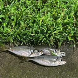 ジグ単de…アジング♪浮遊物ワールド