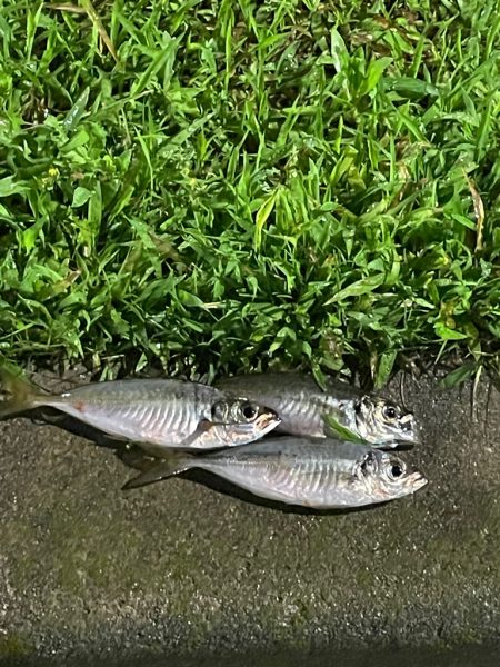 ジグ単de…アジング♪浮遊物ワールド