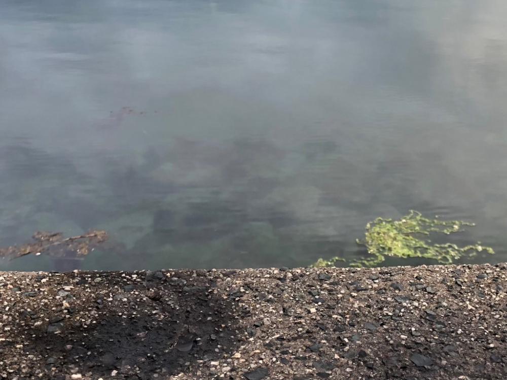 やっと春モンゴウ開幕