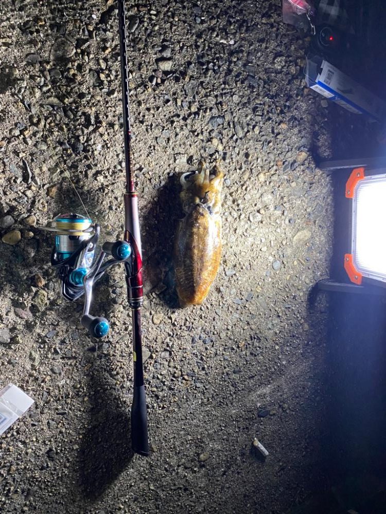 またまたコウイカ