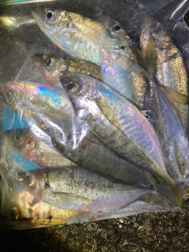 ライトゲーム🎣