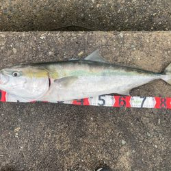 ブリ！！2023ライトゲーム第22戦