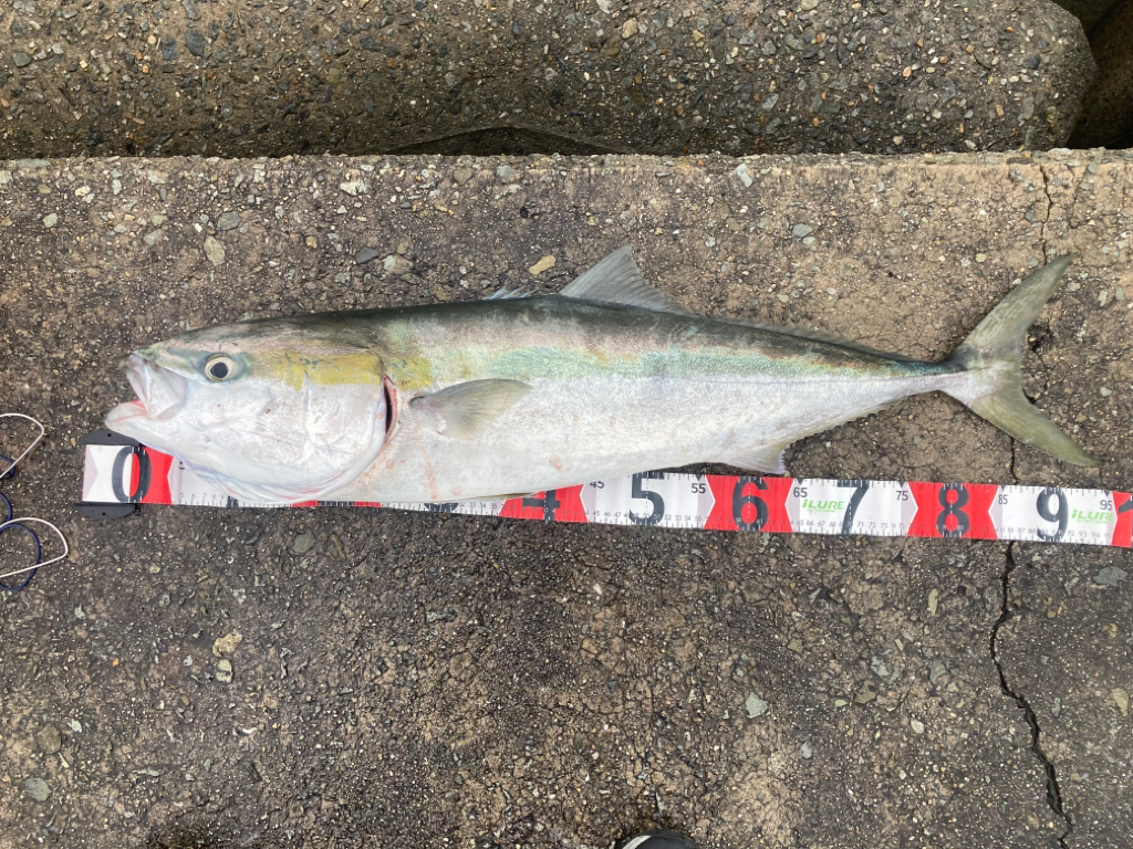 ブリ!!2023ライトゲーム第22戦