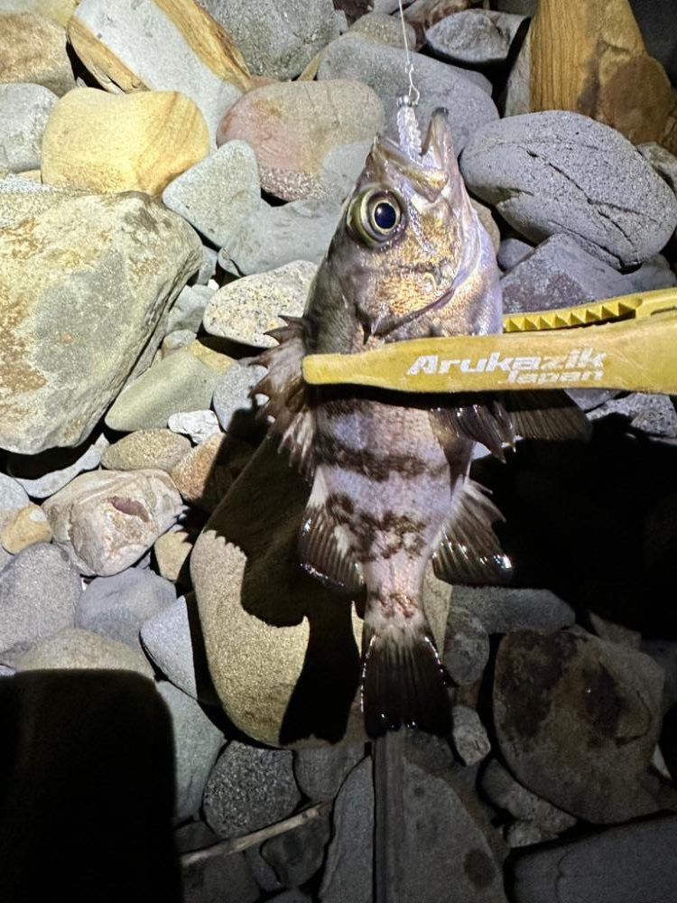 久しぶりのフロートゲーム