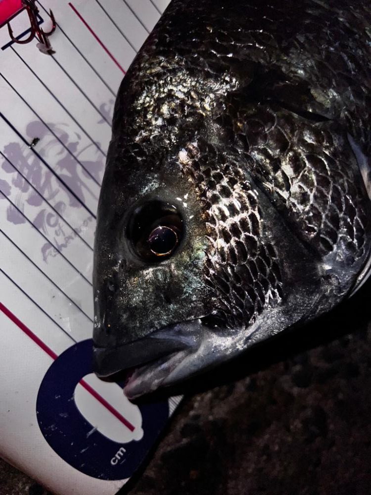 ミノーにチヌ！！