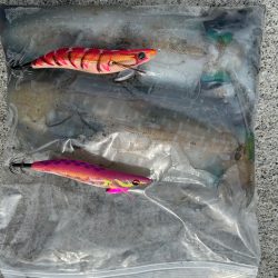 春イカ後半戦！！