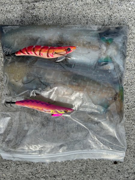 春イカ後半戦！！