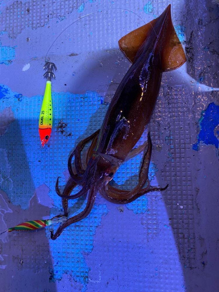 イカメタルで大剣狙い