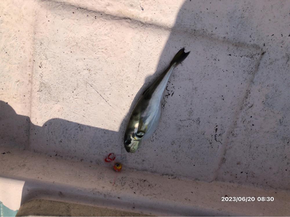 6/20 伊島沖タイラバ&ジギング