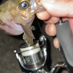 水潮メバリング