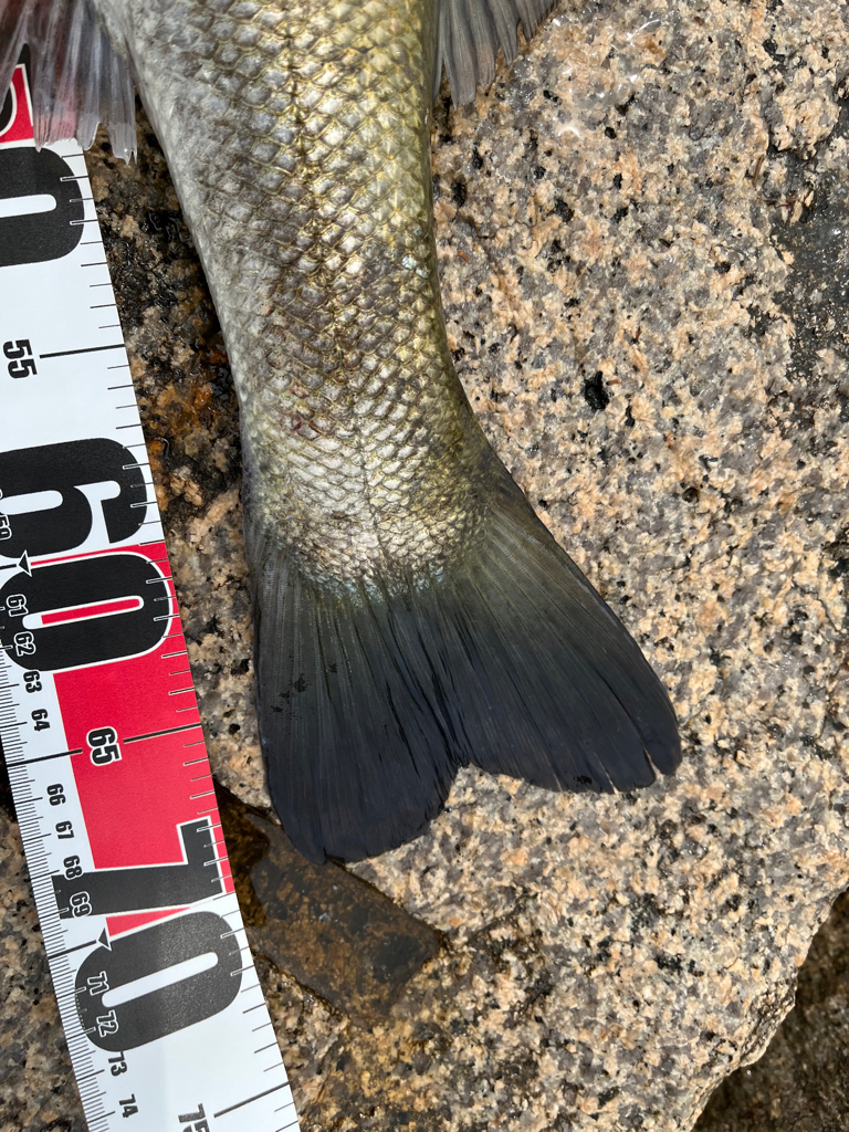 エビ撒きまくり