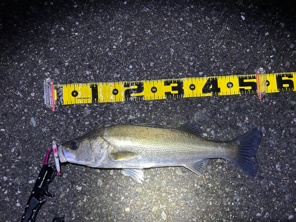 マイクロイワシパターン