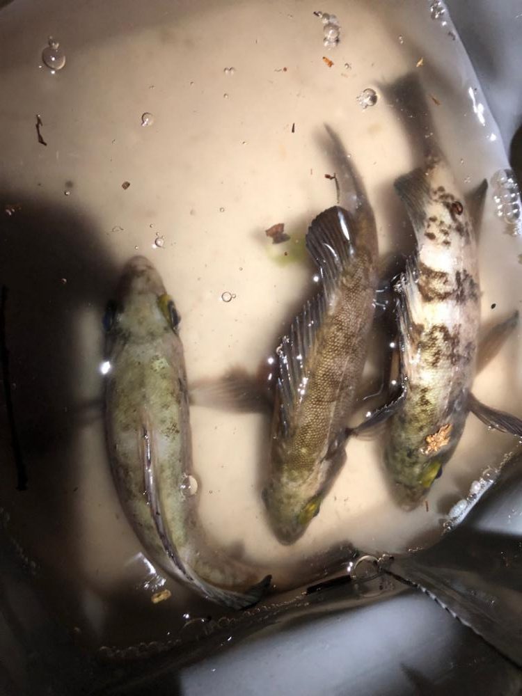 アジングのつもりが