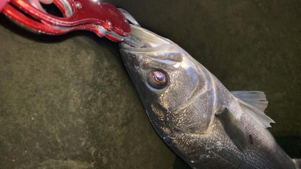 リバーシーバス