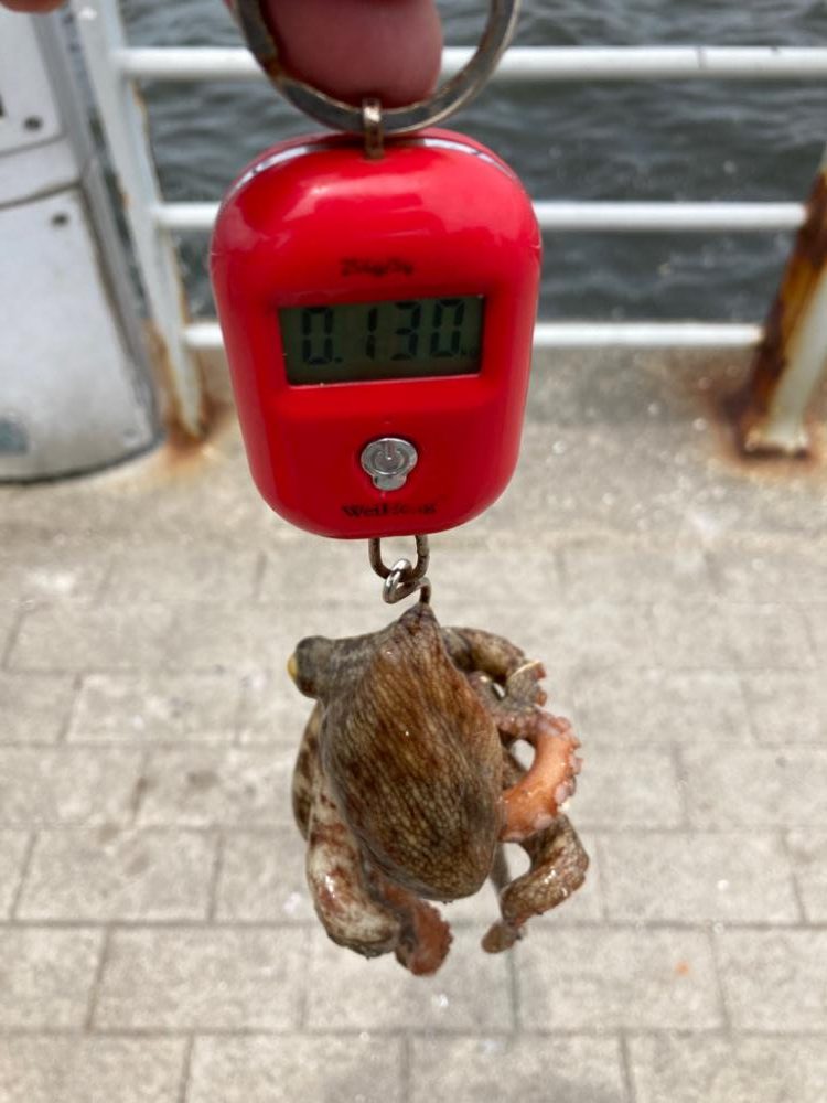 昼休み湾奥蛸散歩。何とか仔蛸2杯。。