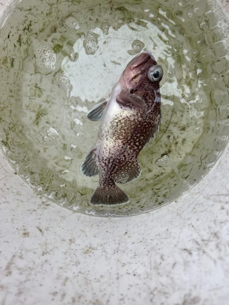 函館沖、SLJ根魚五目