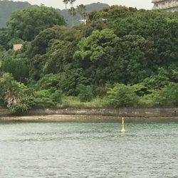 タカノハダイの日