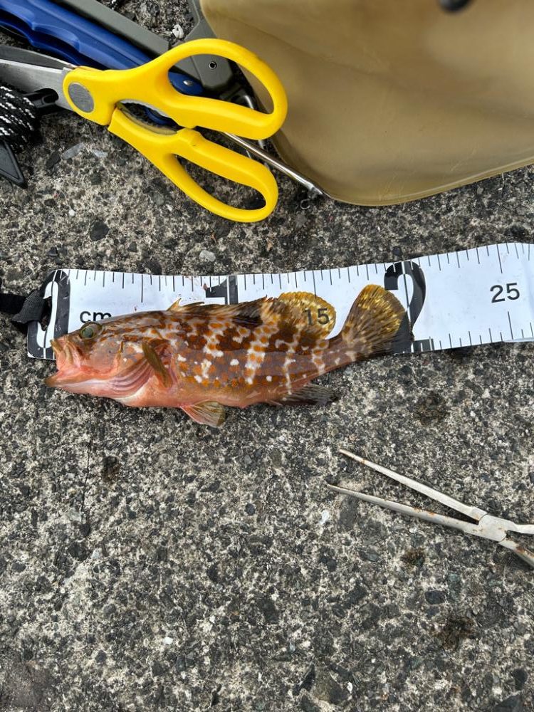 アジングと空飛ぶフグ