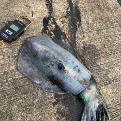 春アオリですけど。