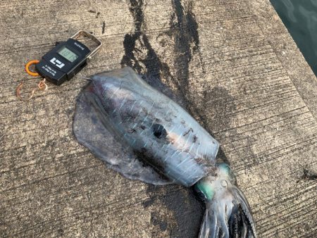 春アオリですけど。