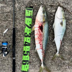 久々の青物連発