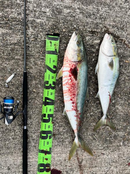 久々の青物連発