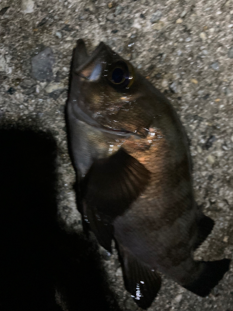 シーバス・メバル