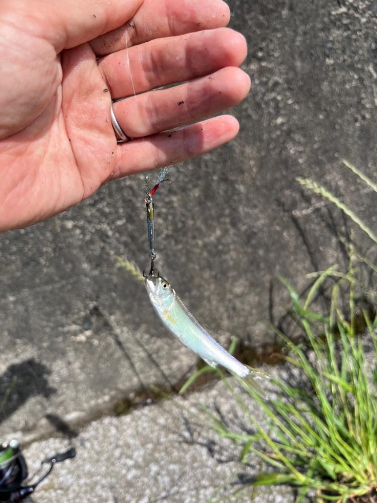 小ハスからのニゴイング