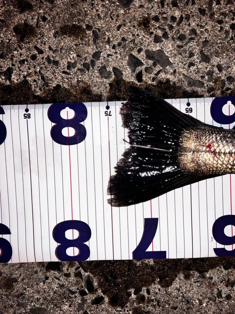 バイブレーションのリフトアンドフォールでスレがかり