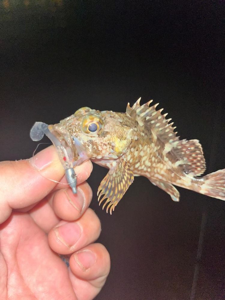 夜ライトゲーム