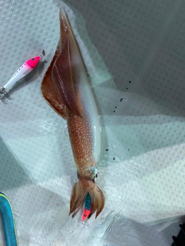 日本海でケンサキイカ