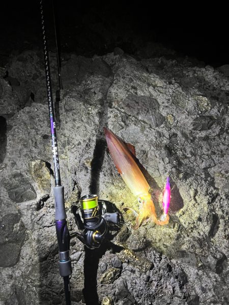 ナイトエギング