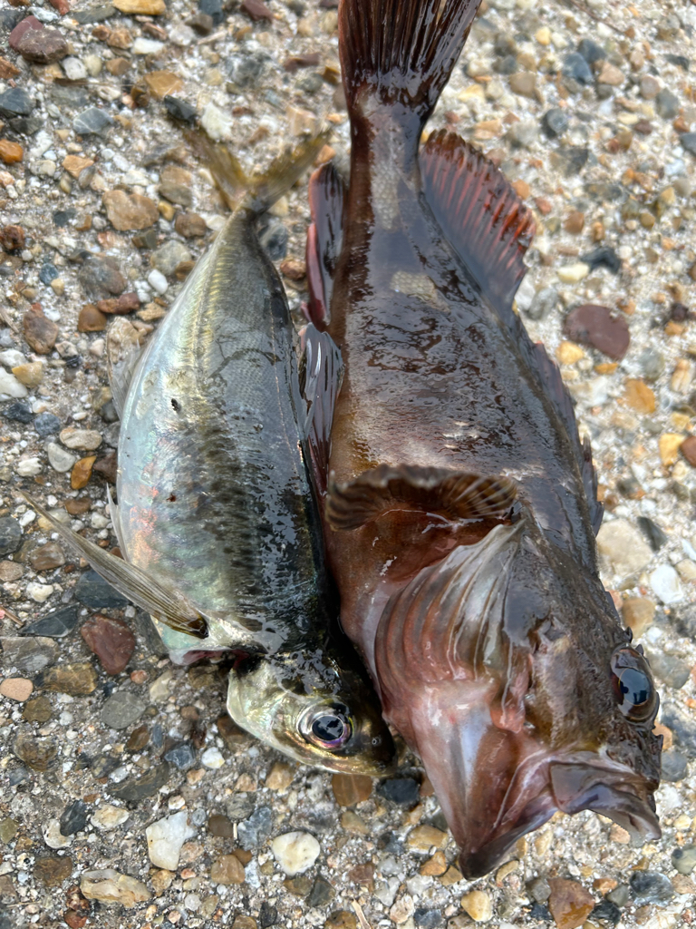 シーバス釣れないっ❗️