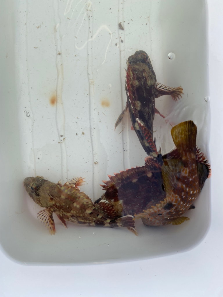 カサゴ、キジハタ