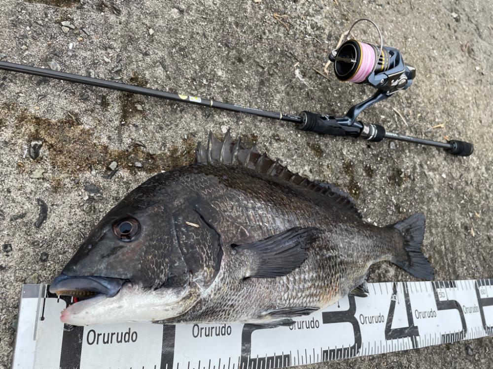 ガンクロゲームで良型チヌ