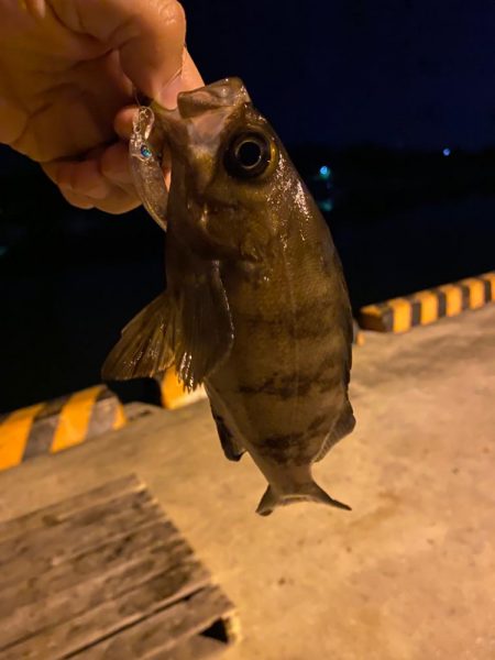 メバリング24(前回採番相違)