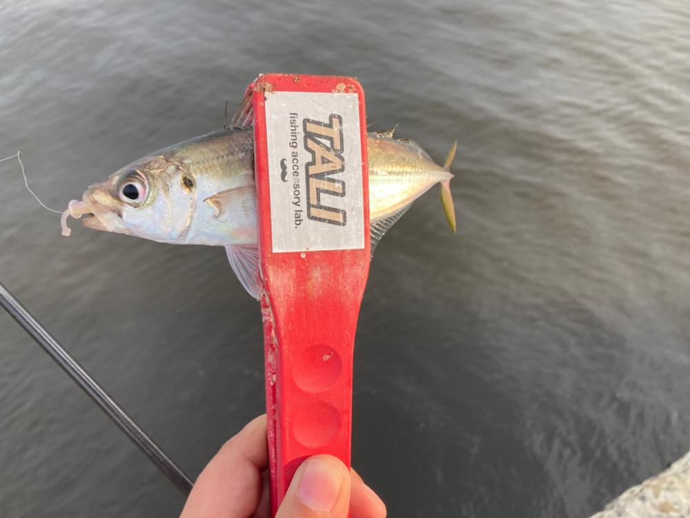 ちょこっと夕まずめフィッシング