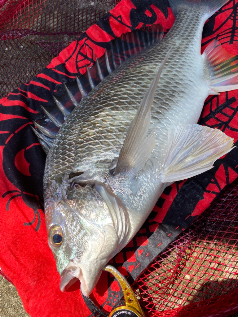 ヘチってきました