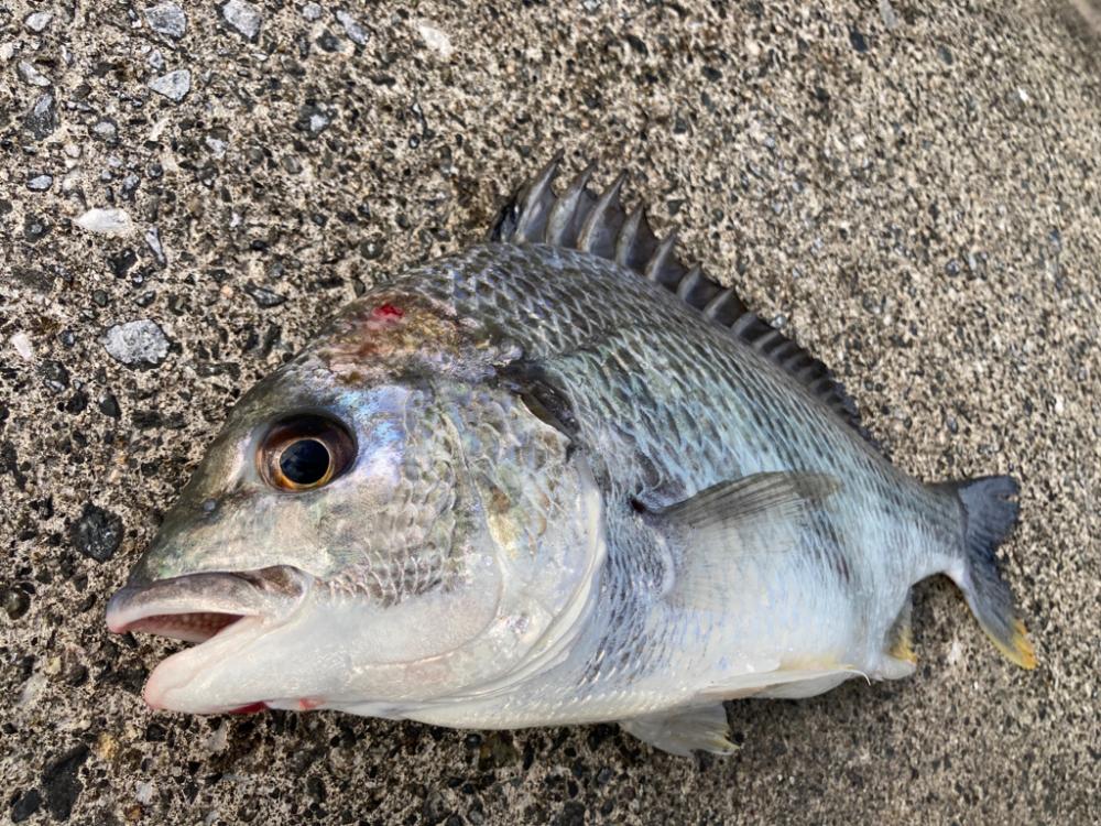 おチヌさん乱舞