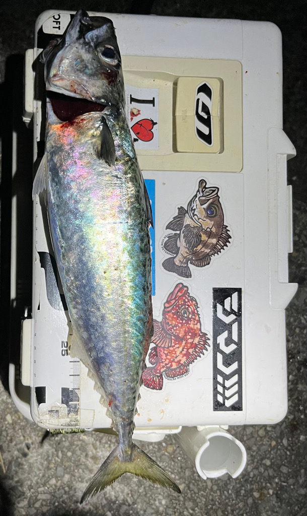 サバゲー開幕とは言い難い。