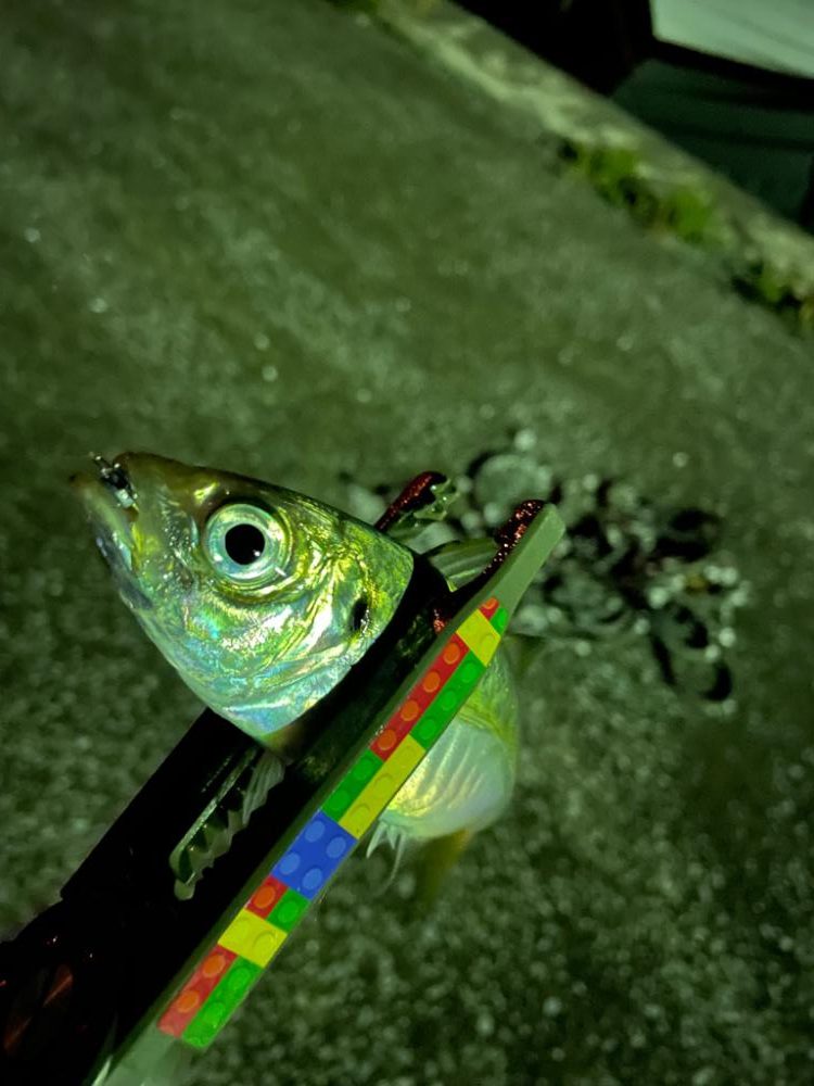 ちょい渋でした