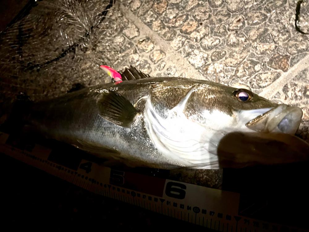 ほぼランカー捕獲！