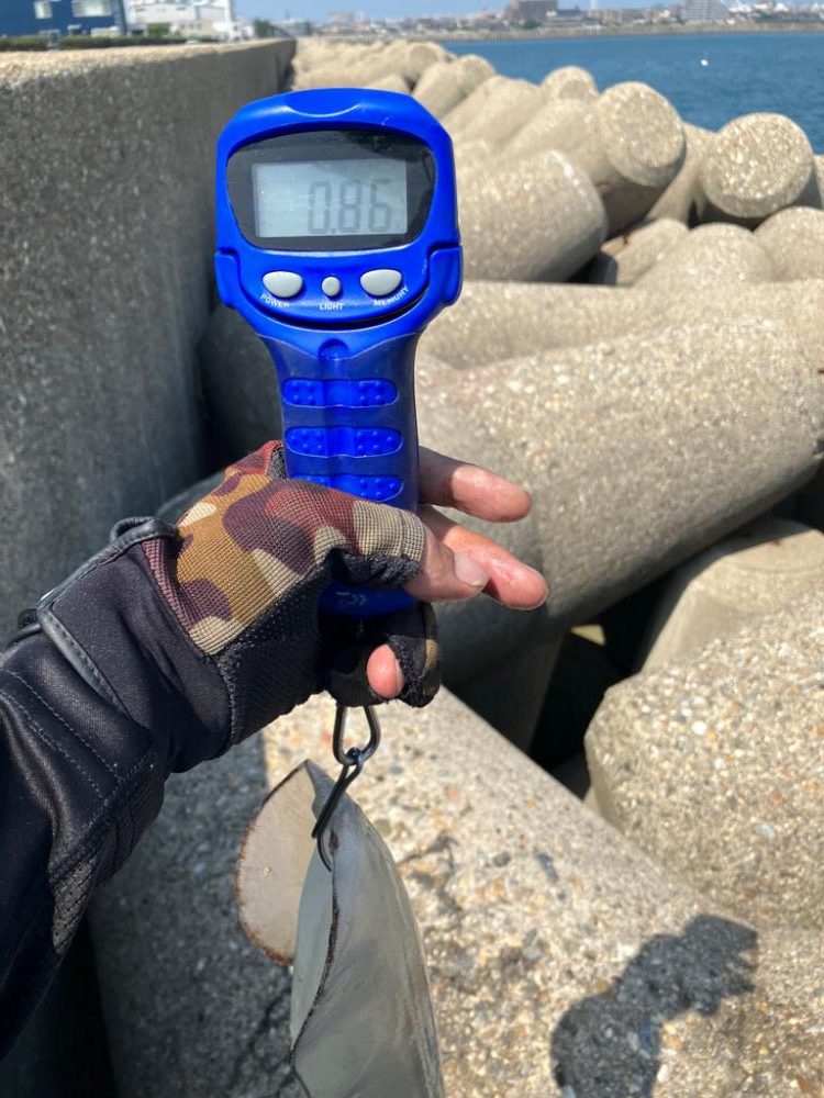 短時間でアオリ2杯GET *\(^o^)/*