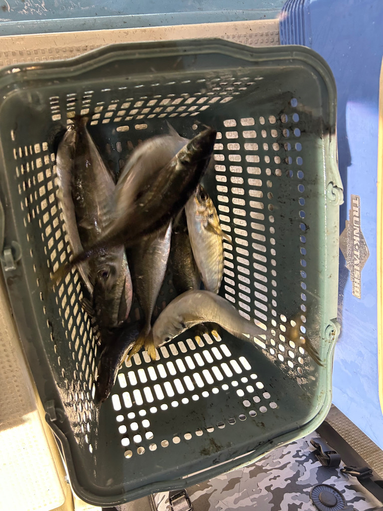 ケンサキイカ！