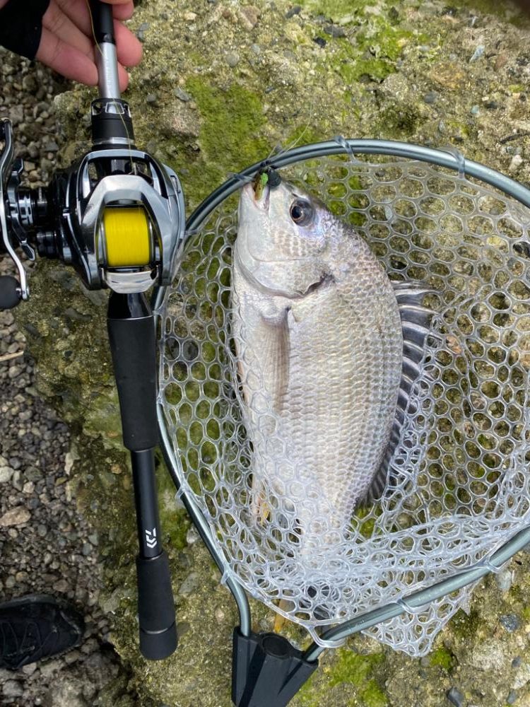 チニング 淀川 夏爆までもう少し