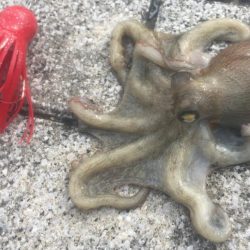 ようやくマダコ