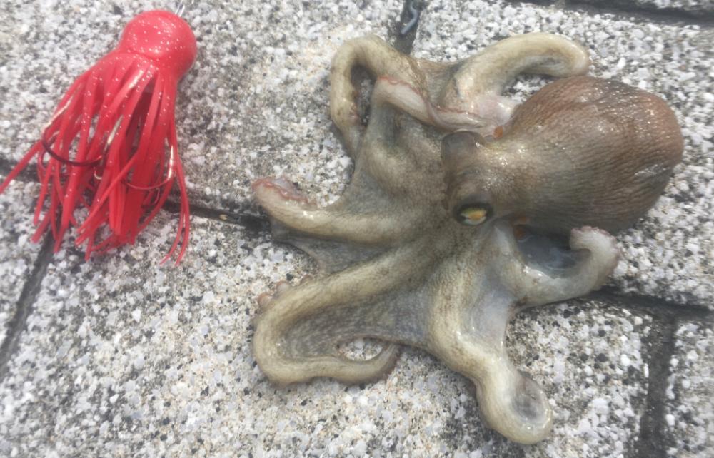 ようやくマダコ