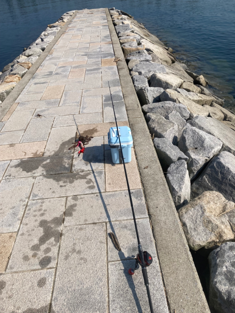 今年初のマダコ